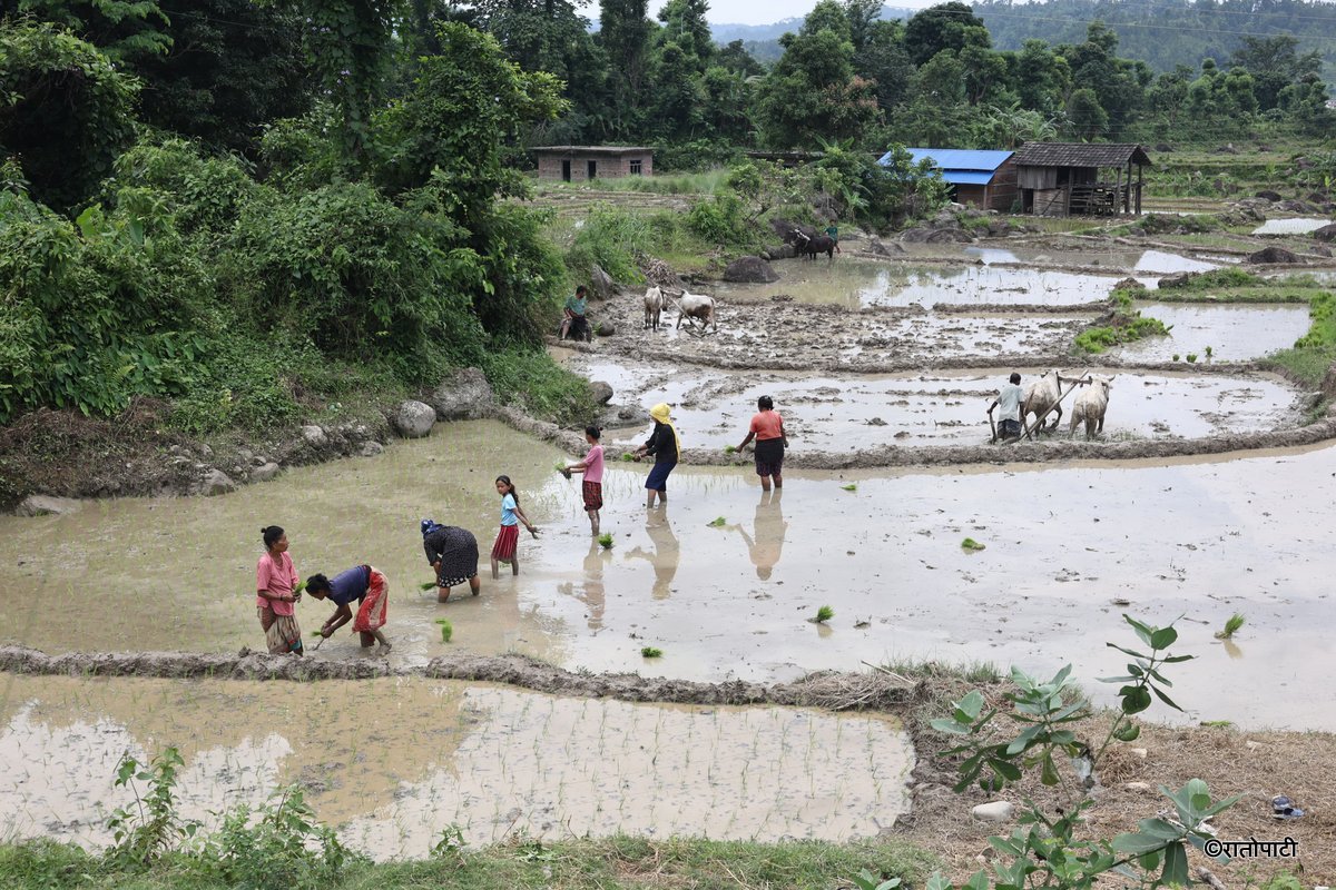 Ropai sindhuli (14)
