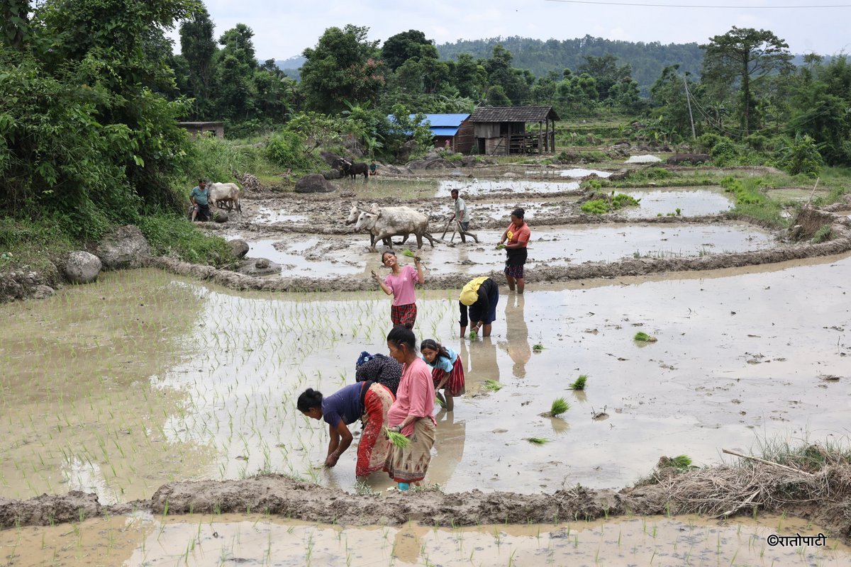 Ropai sindhuli (15)