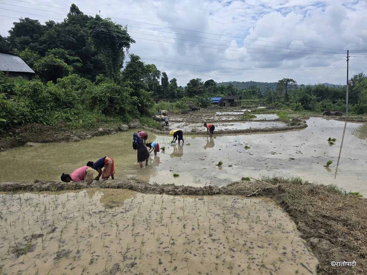 Ropai sindhuli (16)