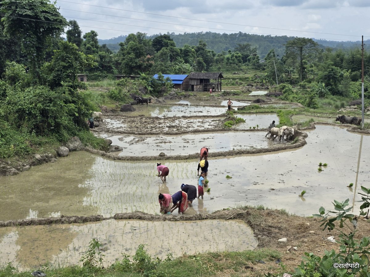 Ropai sindhuli (2)