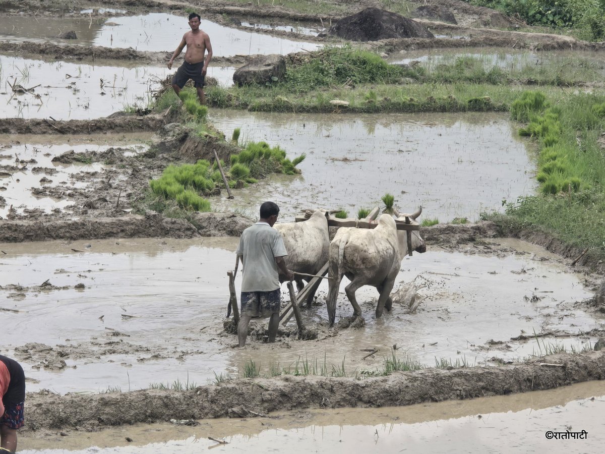Ropai sindhuli (4)