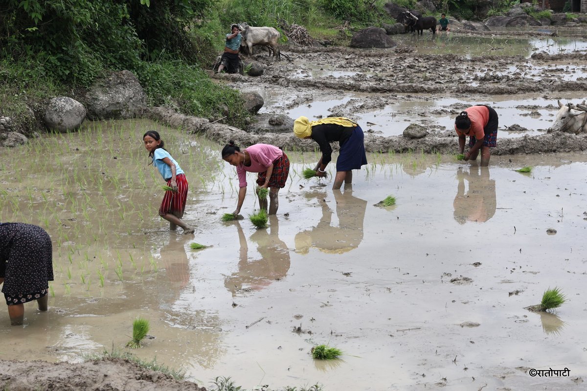 Ropai sindhuli (5)