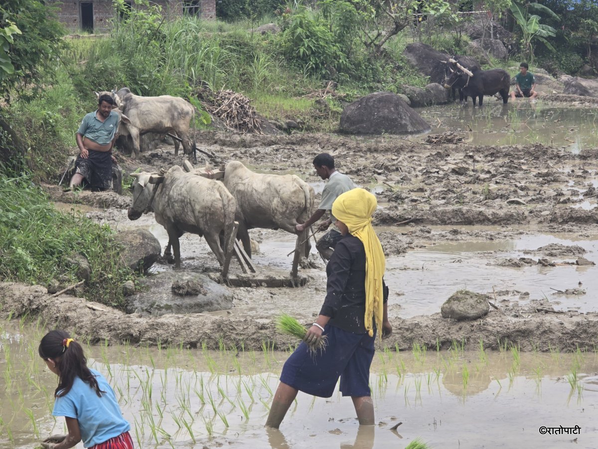 Ropai sindhuli (7)