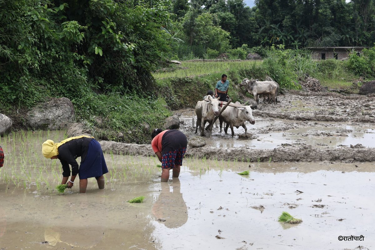 Ropai sindhuli (9)