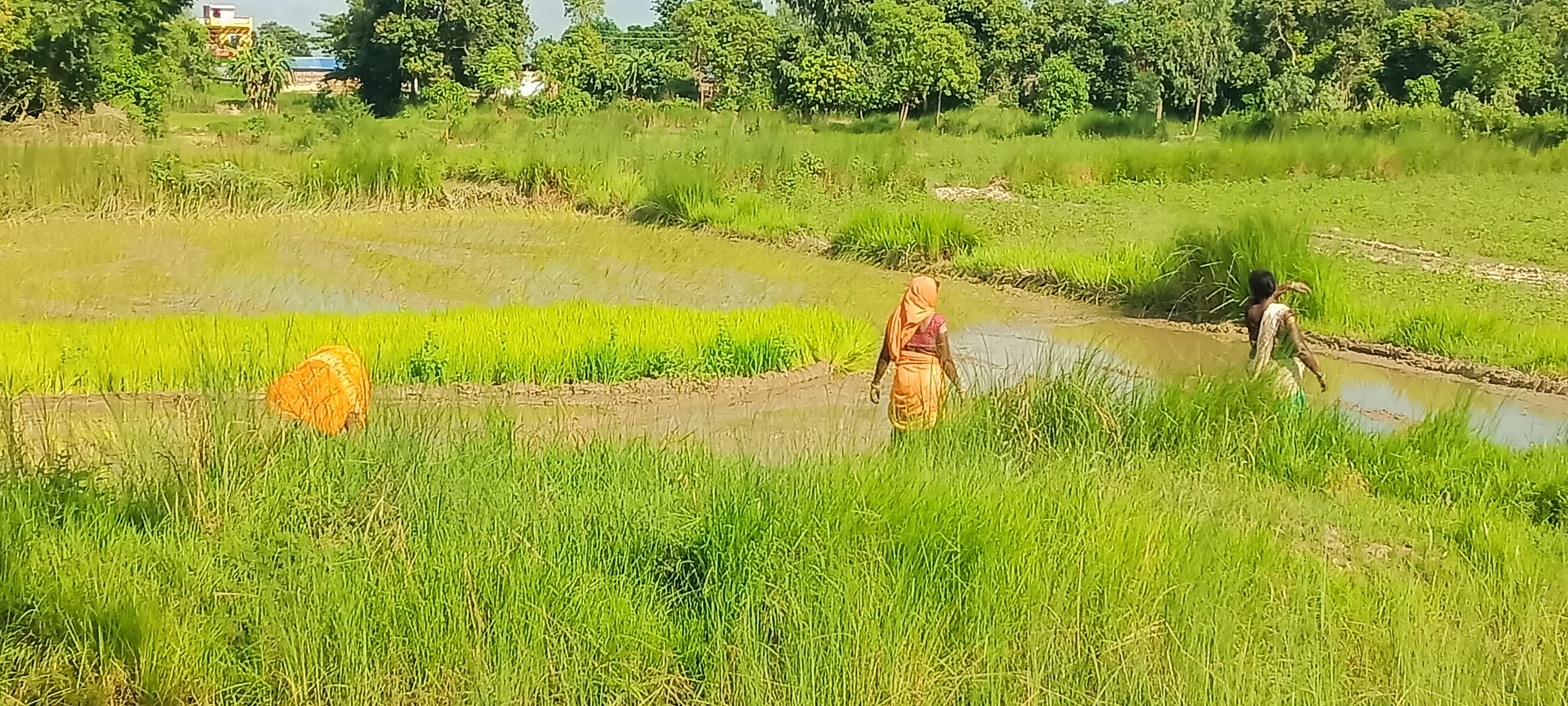 खडेरीले सिराहामा ५० प्रतिशत खेतमा मात्र धान रोपाइँ