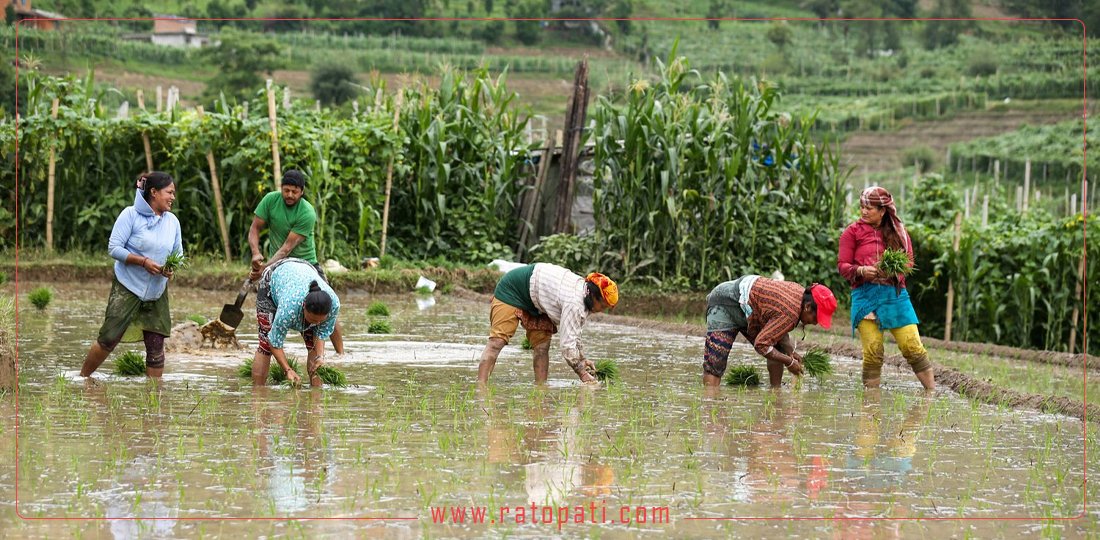 उपत्यकाको दक्षिणकाली क्षेत्रमा धान रोपाइँ सुरु, तस्बिरहरू