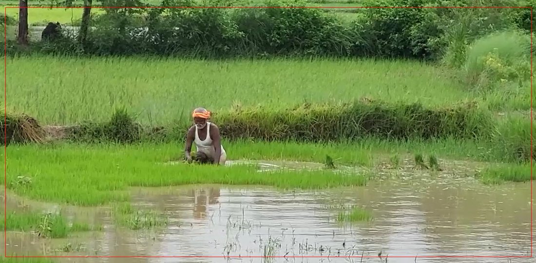   मधेसमा ८२ प्रतिशत धान रोपाइँ सम्पन्न