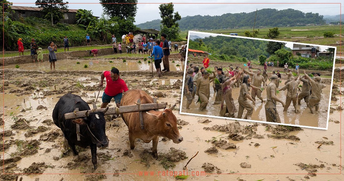 मरिणमा असारे भाका र हलगोरुसहित धान रोपाइँ, तस्बिरहरू