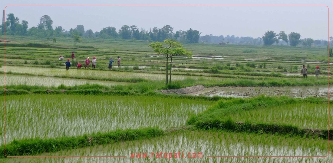 भारतीय मलकै भरमा खेती