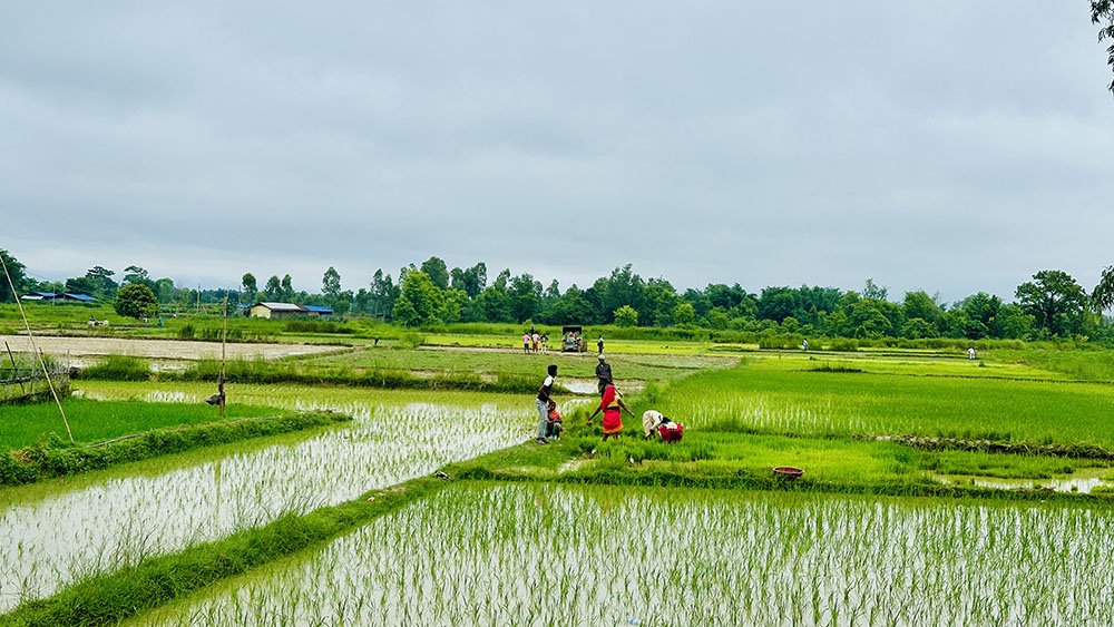   सिरहामा ८८ प्रतिशत रोपाइँ सम्पन्न