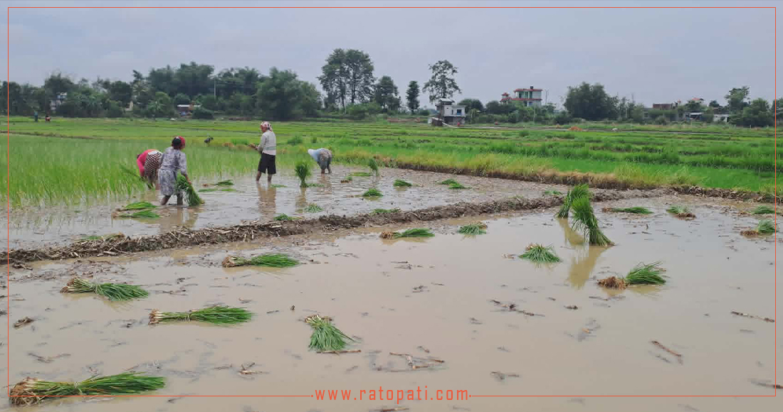 लुम्बिनीमा धान रोपाइँ ५९.९४ प्रतिशत