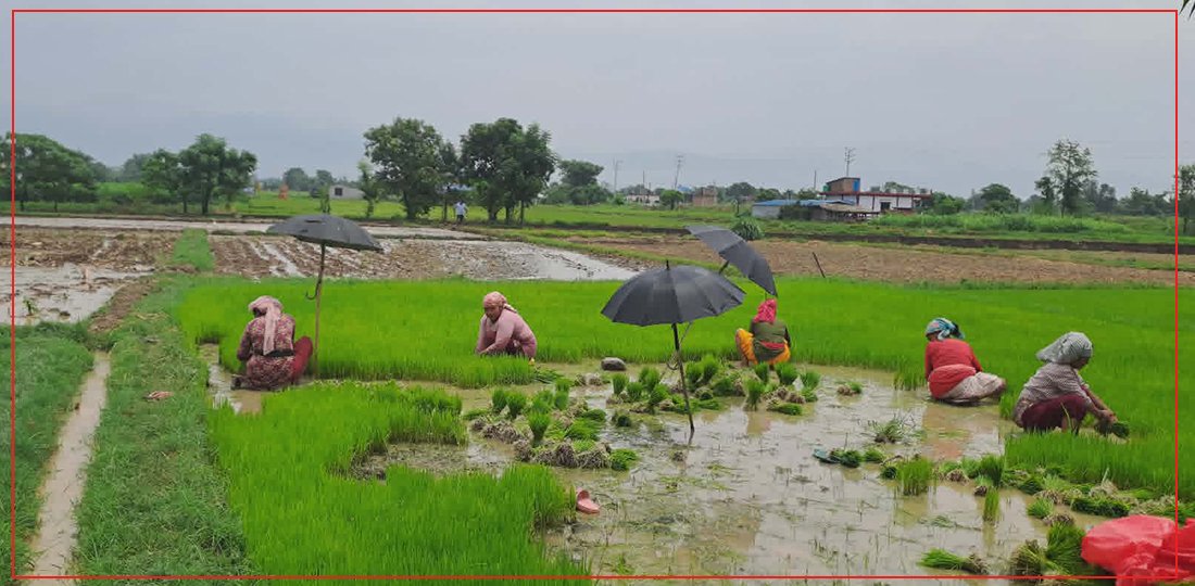 मनसुन सक्रिय भएसँगै लुम्बिनीका किसान रोपाइँमा व्यस्त