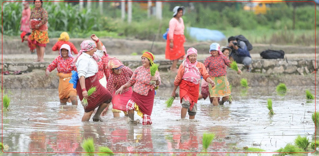 Nepal Faces Drought and Fertilizer Shortage Amidst Paddy Planting Season