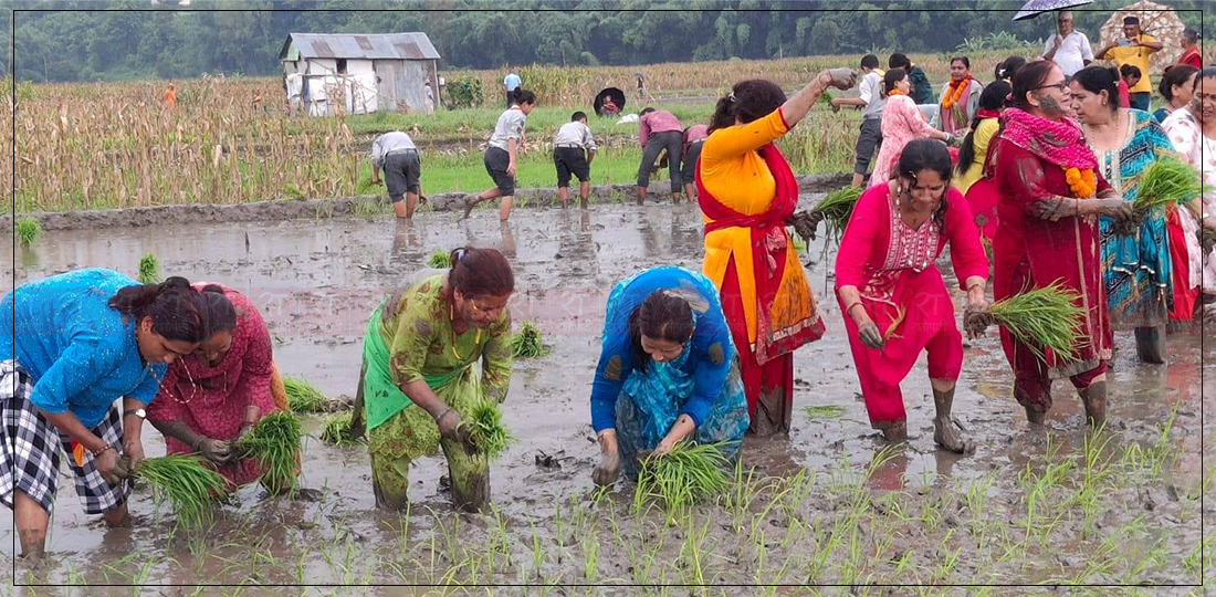   असारको तेस्रो सातासम्म बागमतीमा धान रोपाइँ ५१.७८ प्रतिशत