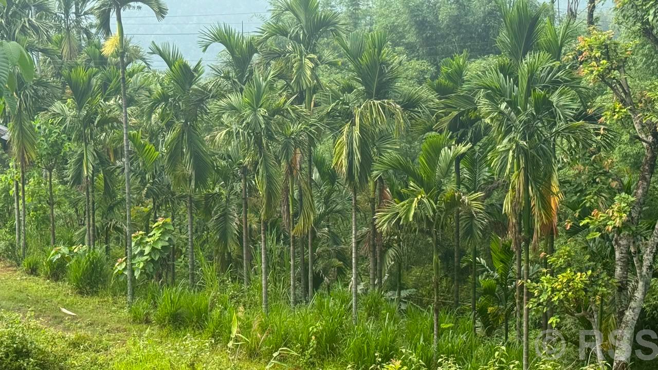 सुपारीखेतीतर्फ आकर्षित हुँदै इलामका किसान
