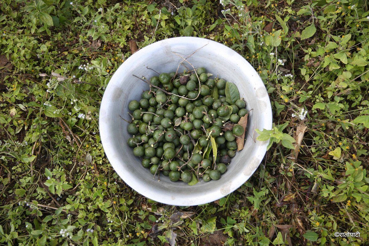 Rudrakshya_Bhojpur_NPL_BSG_0265