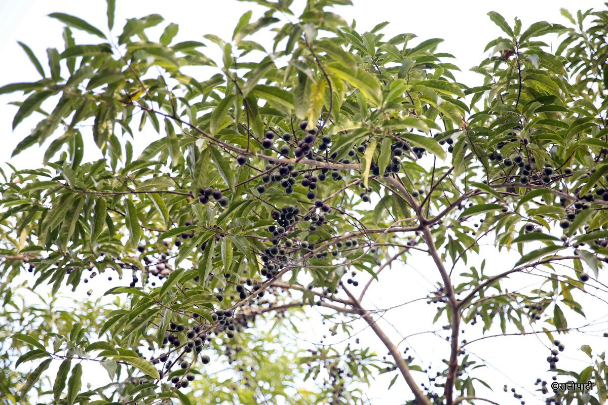Rudrakshya_Bhojpur_NPL_BSG_0288