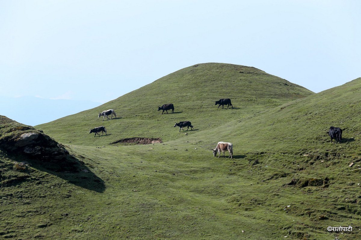 sailung (14)
