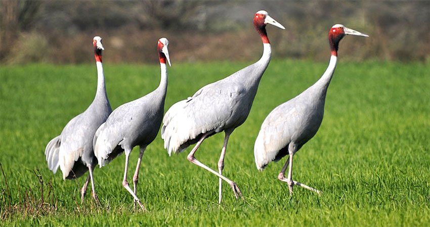 सारसको सङ्ख्या बर्सेनि घट्दो