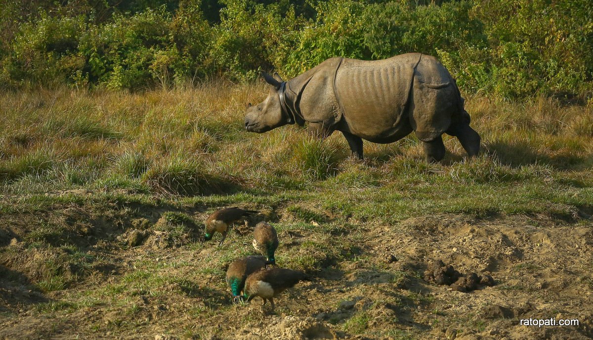 पर्यटकको मन लोभ्याउने सौराहाका वन्यजन्तु (तस्बिरहरू)