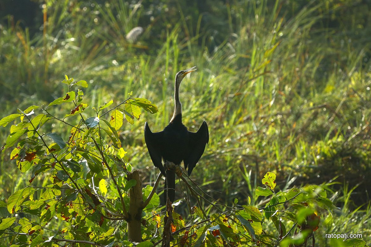 sauraha safari (10)