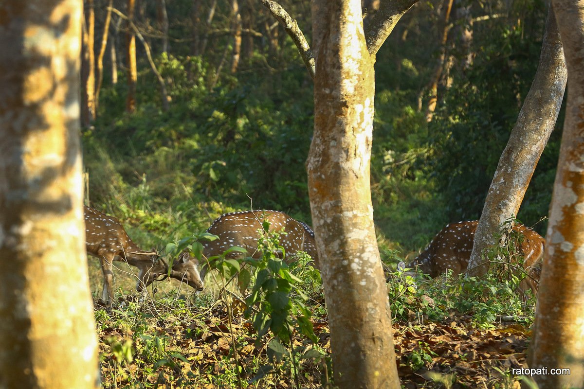 sauraha safari (12)