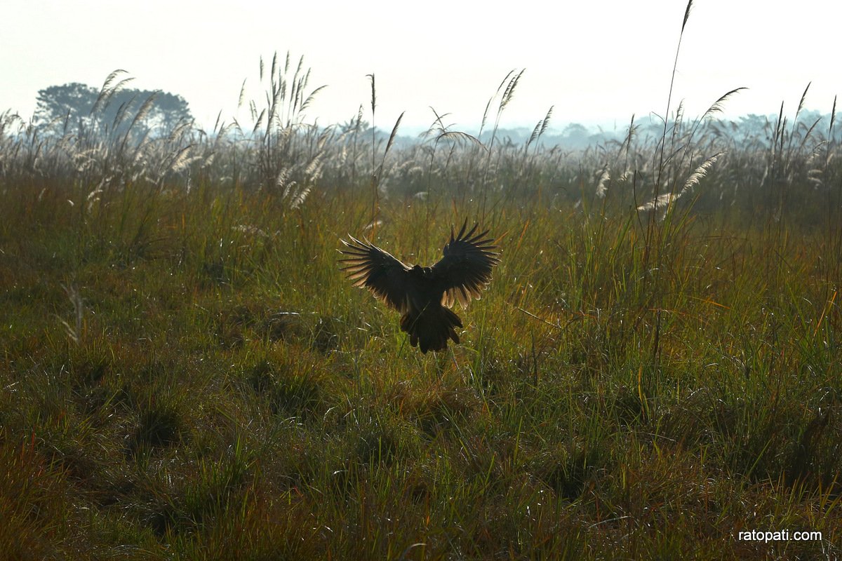 sauraha safari (13)