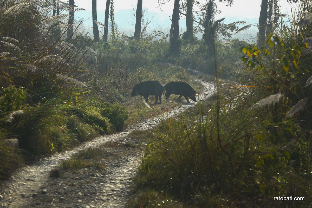 sauraha safari (14)