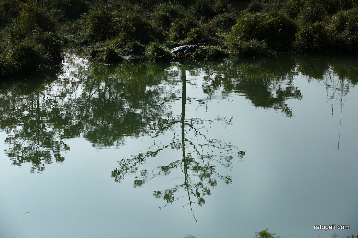 sauraha safari (15)