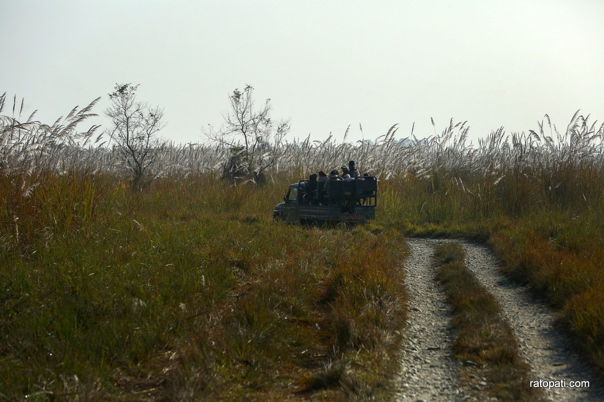 sauraha safari (16)