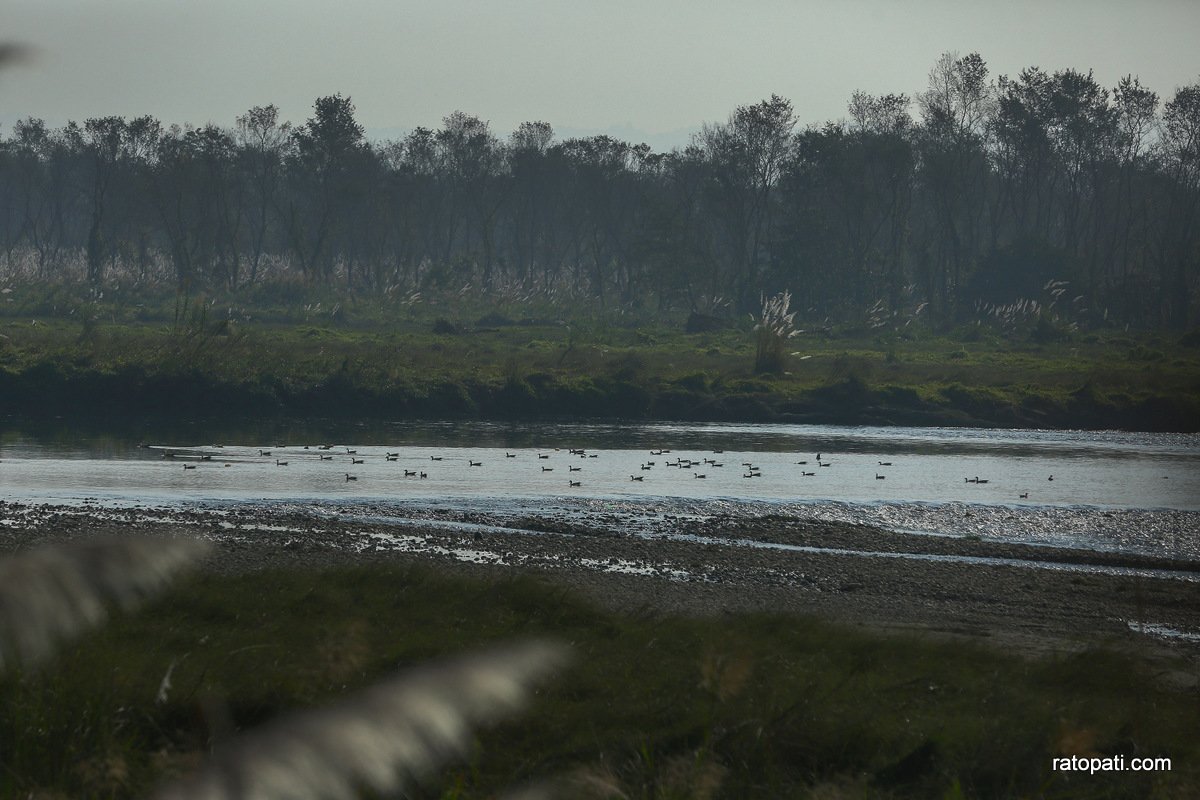 sauraha safari (17)