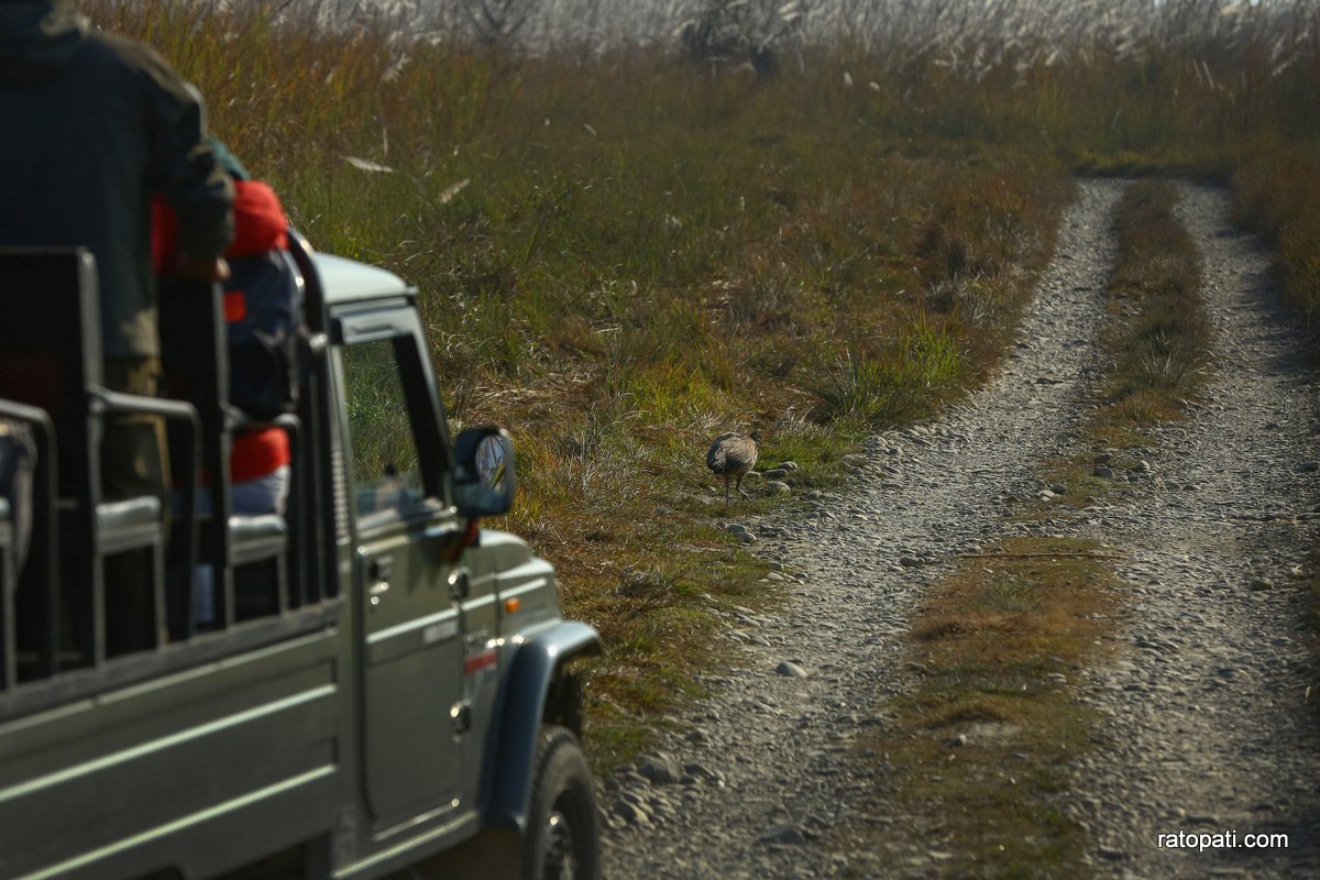 sauraha safari (18)