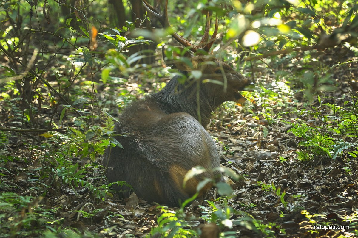 sauraha safari (19)