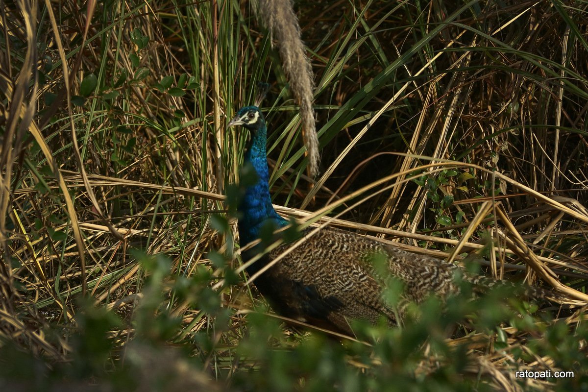 sauraha safari (2)