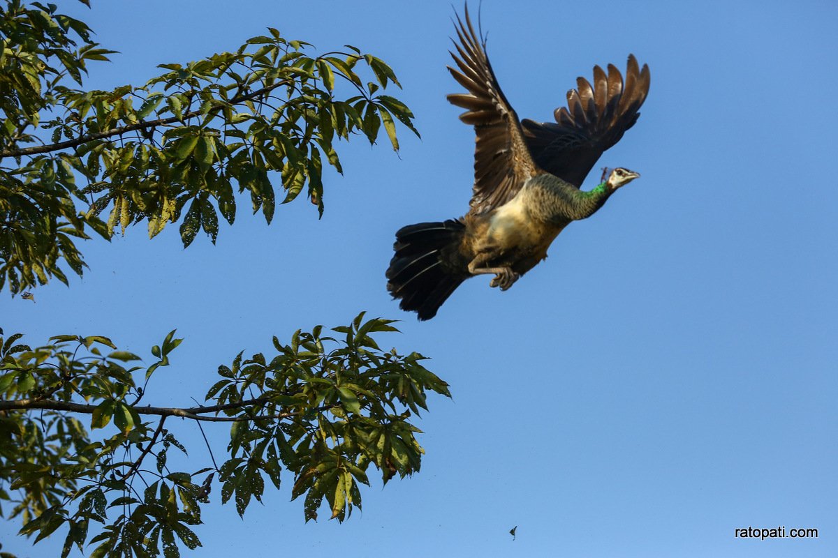 sauraha safari (3)