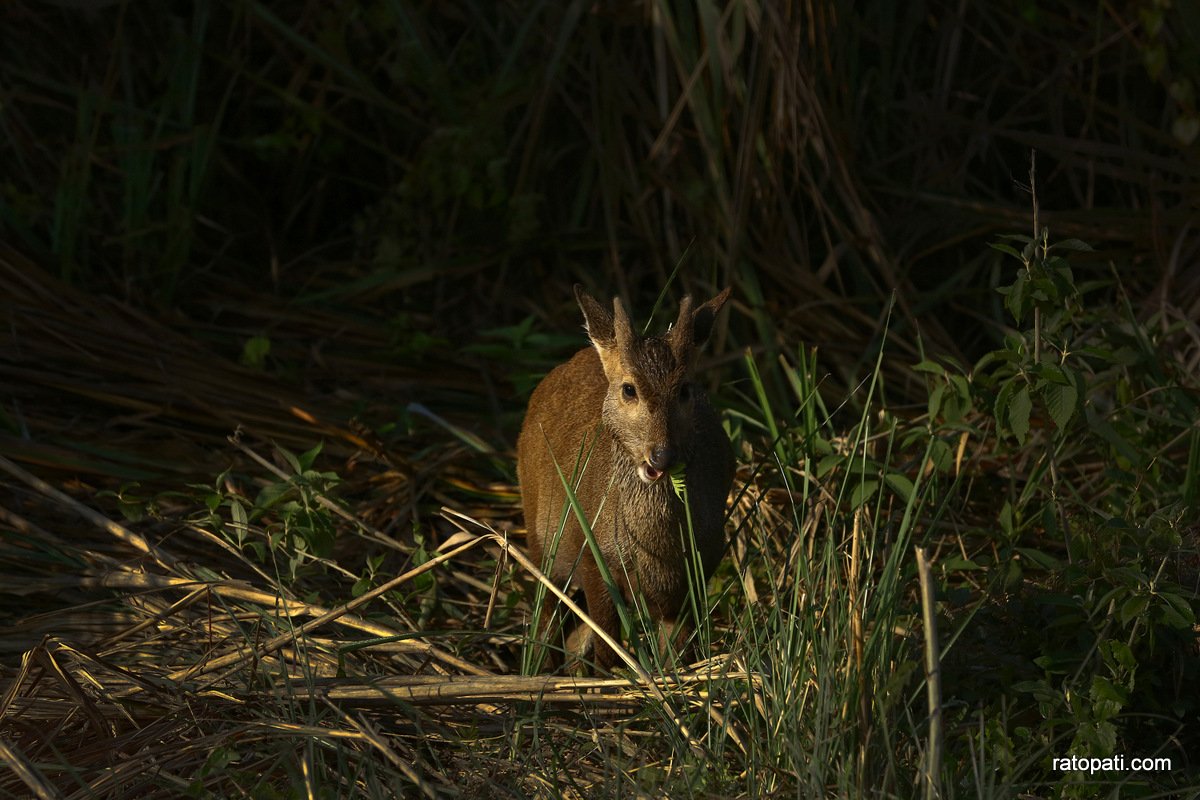 sauraha safari (4)