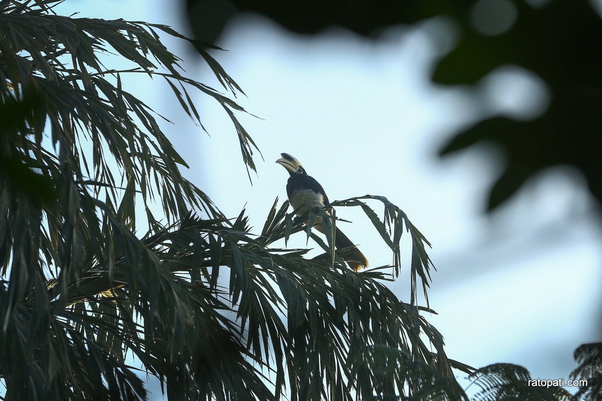 sauraha safari (6)