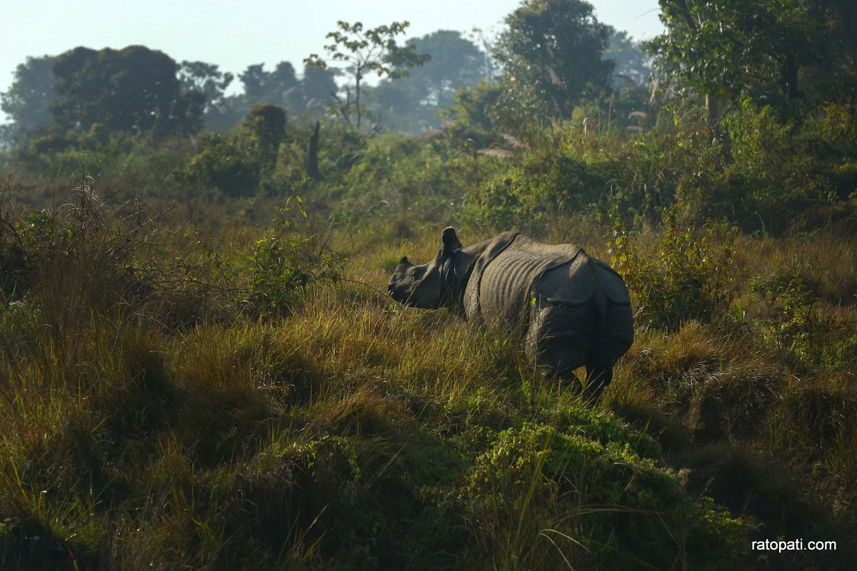 sauraha safari (7)