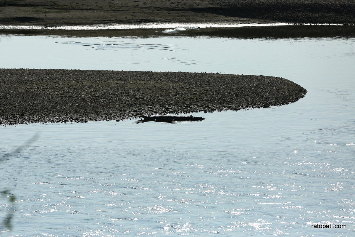 sauraha safari (8)