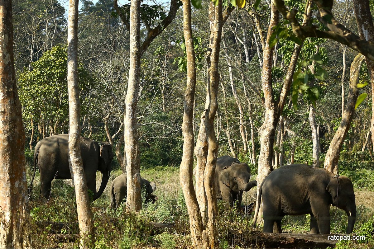 sauraha safari (9)