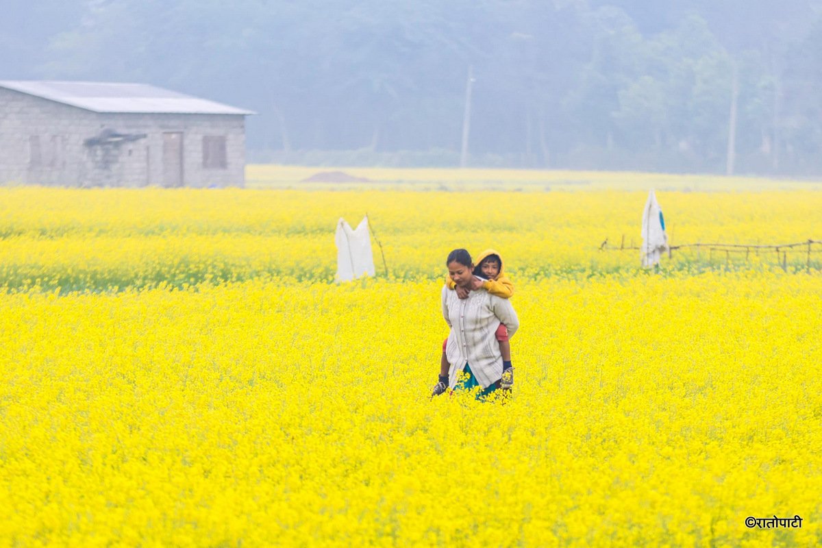 Sauraha_toribari (5)