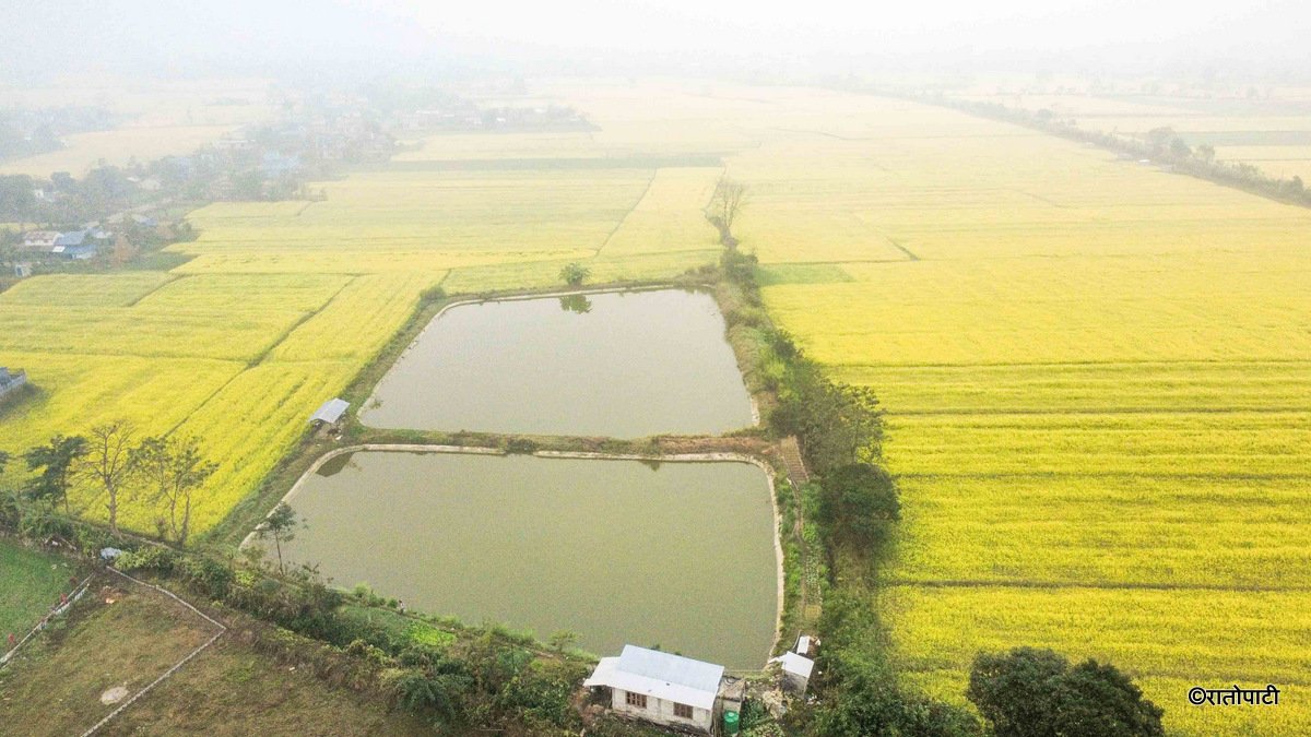 Sauraha_toribari (6)