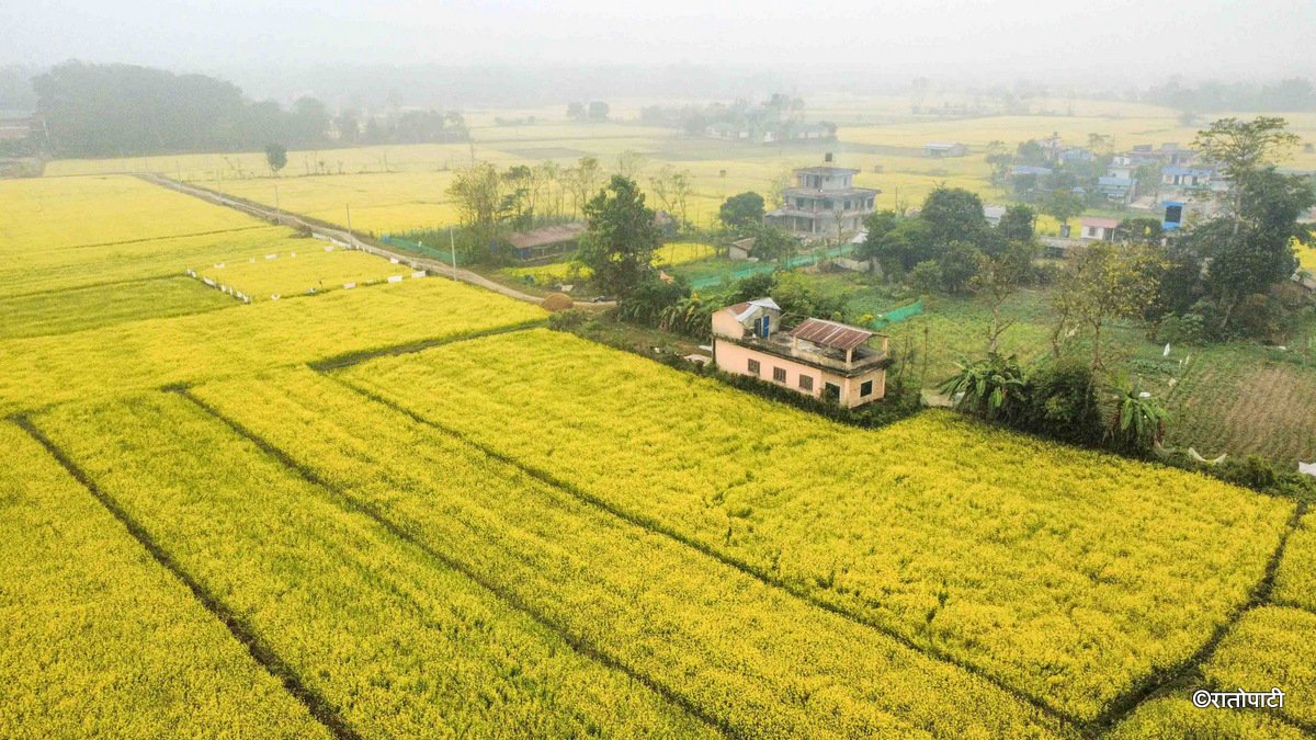 Sauraha_toribari (8)
