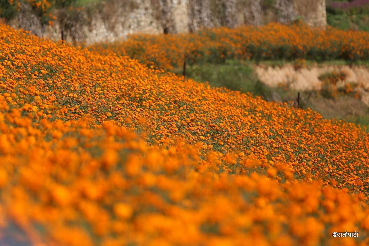 sayapatri flower (1)