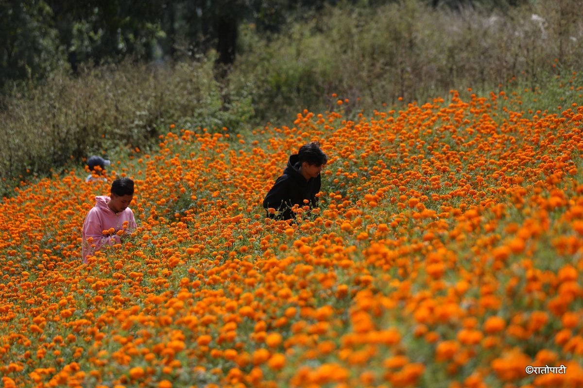 sayapatri flower (10)