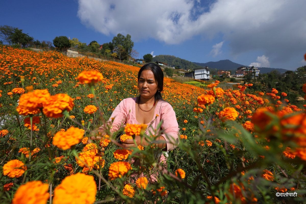 sayapatri flower (16)