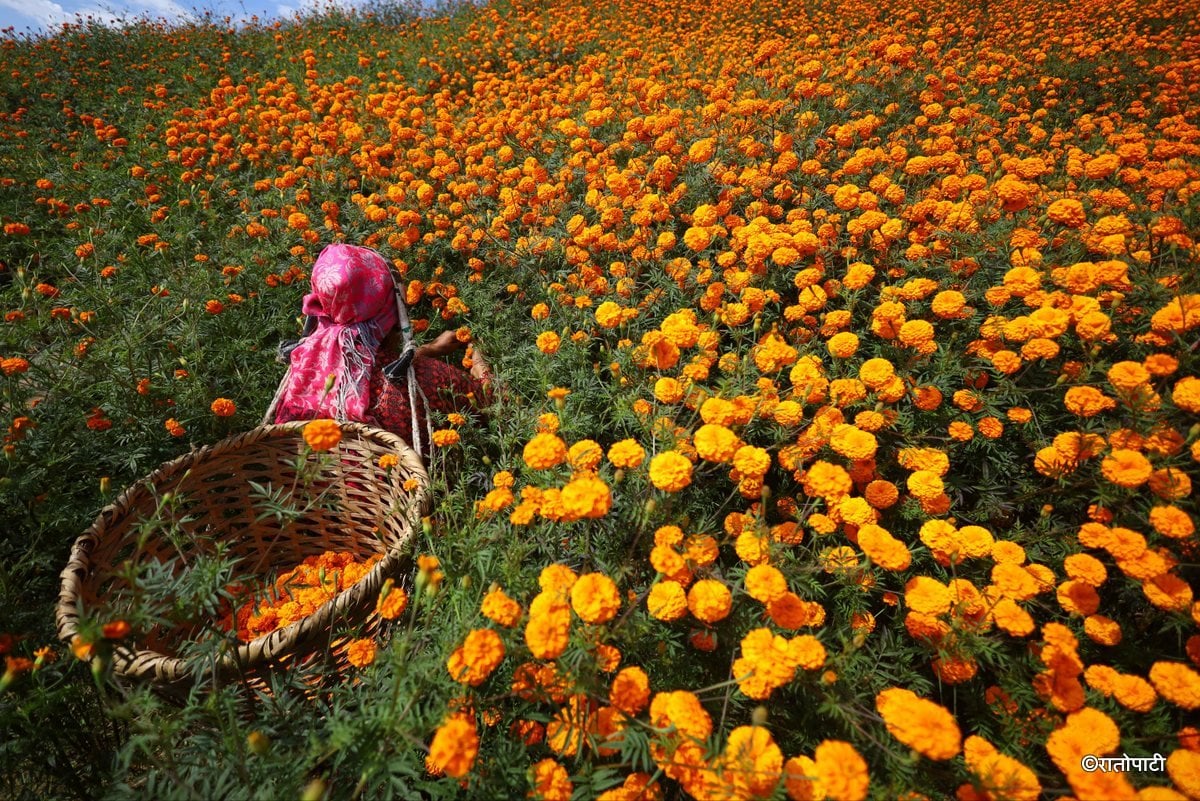 तिहारमा करिब ४० करोड रुपैयाँको फूलमालाको कारोबार