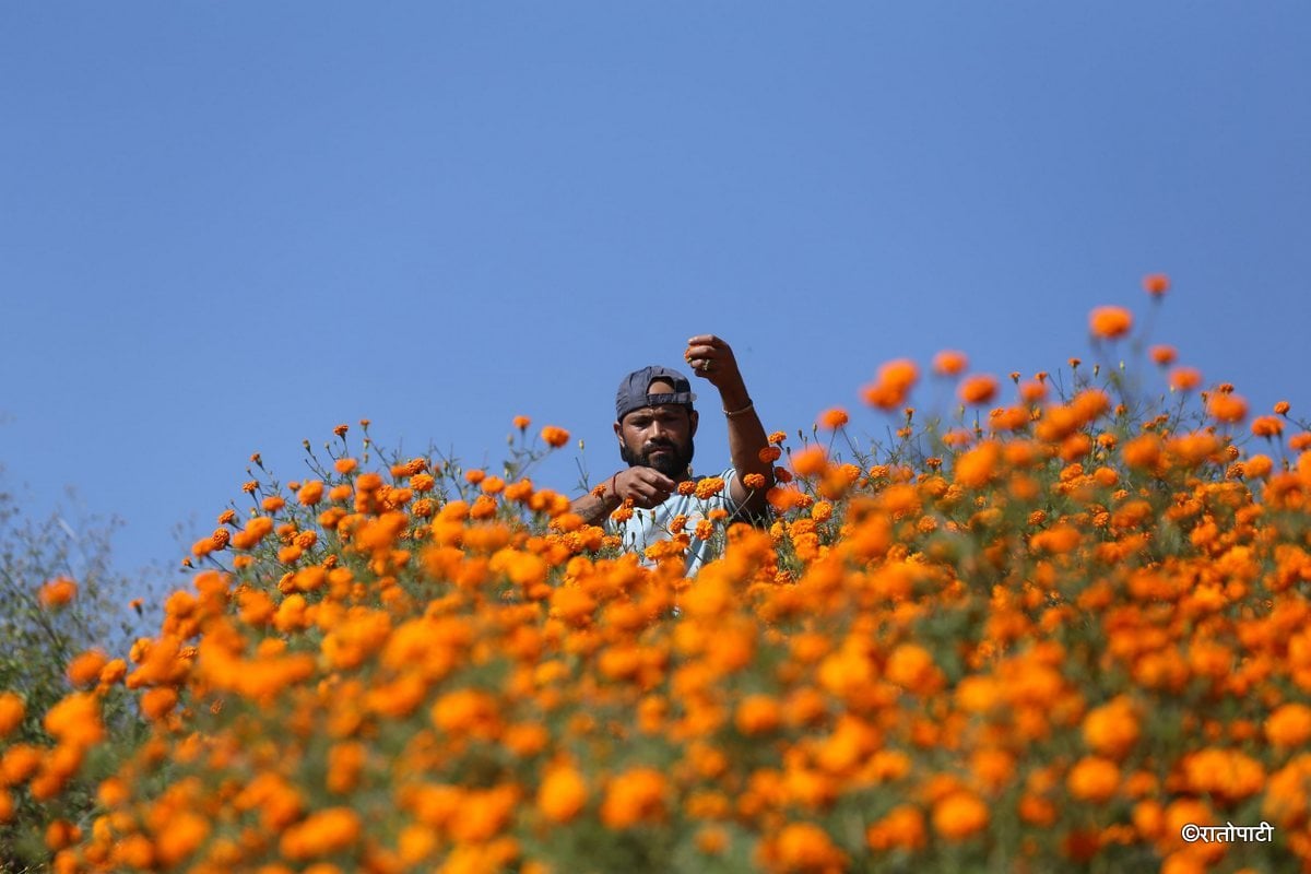 sayapatri flower (5)