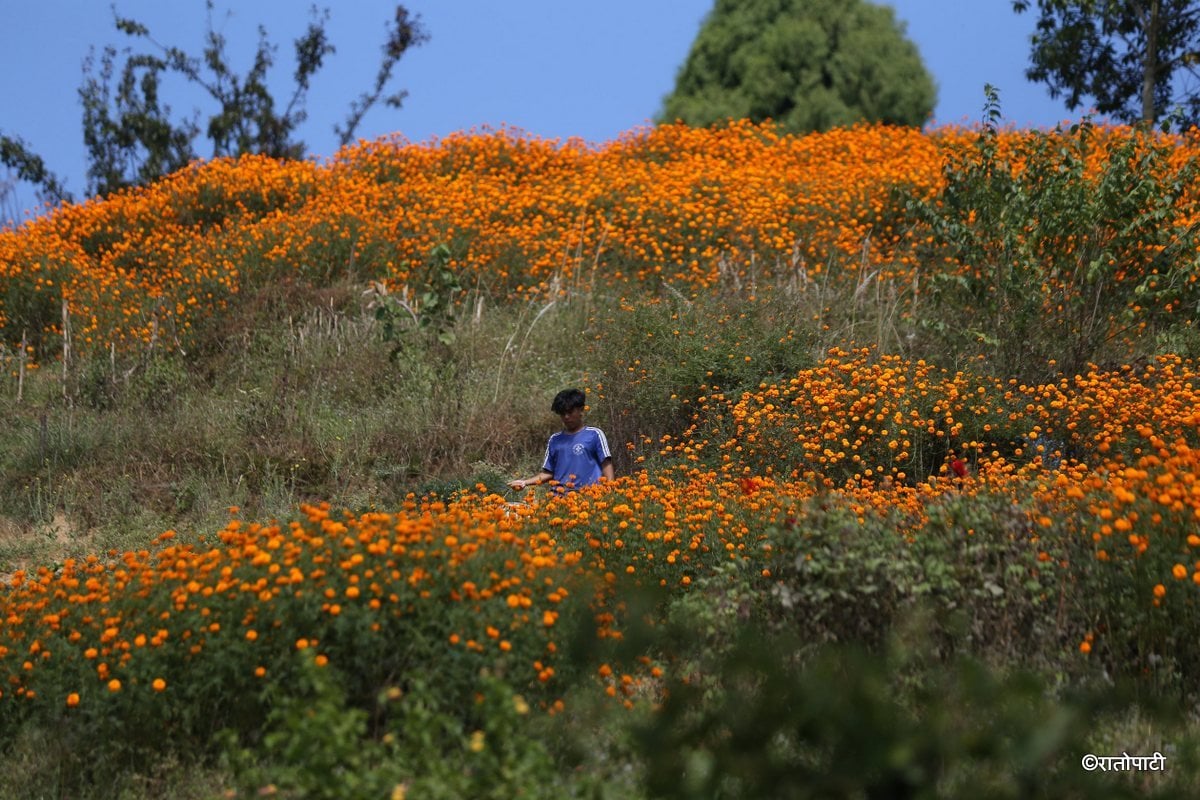 sayapatri flower (6)