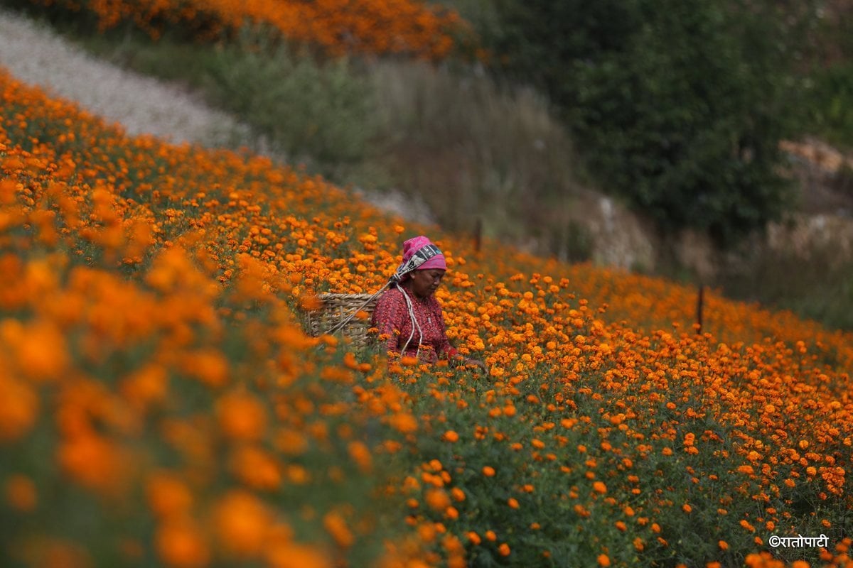 sayapatri flower (7)